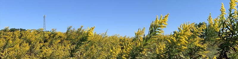 小畦川